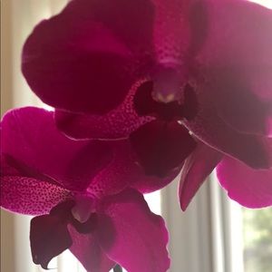 Meet your Posher, Vassoula